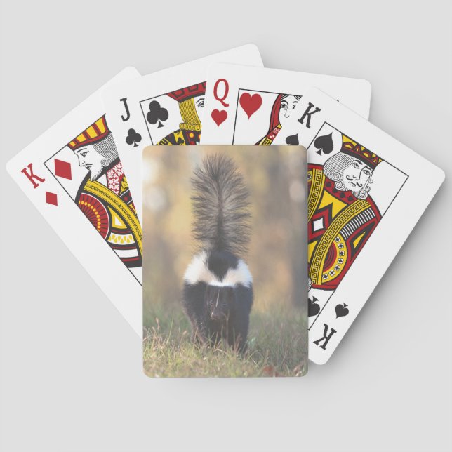 Skunk Spielkarten (Rückseite)