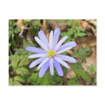 Sky Blue Windblume