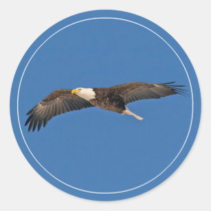 Sky High Bald Eagle Runder Aufkleber