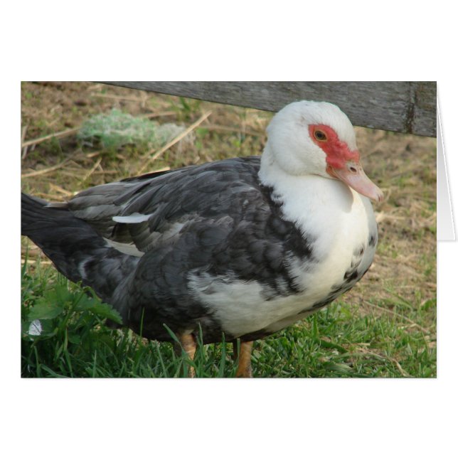 Sky Jr. (Vorderseite (Horizontal))