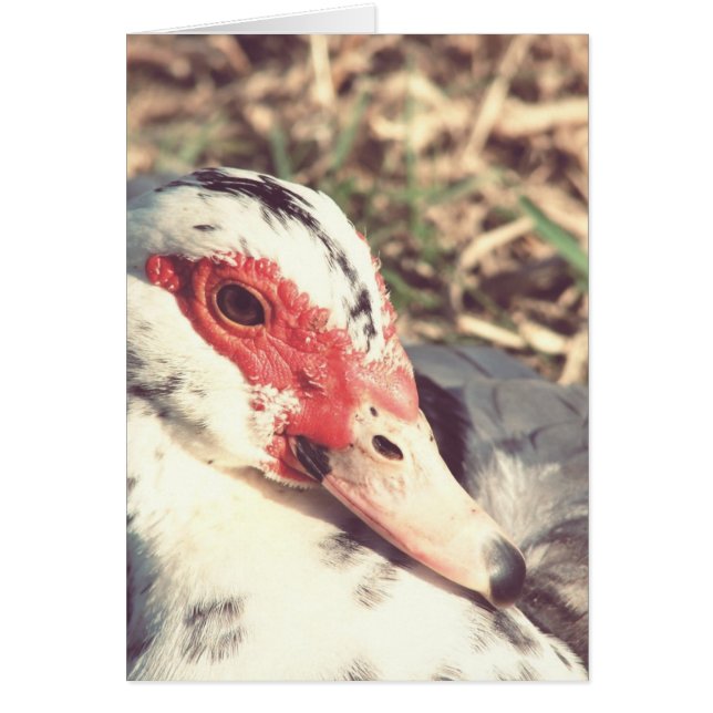 Sky Vintage (Devant)