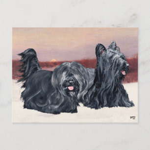 Skye Terrier beim Spaziergang bei Sonnenuntergang Postkarte
