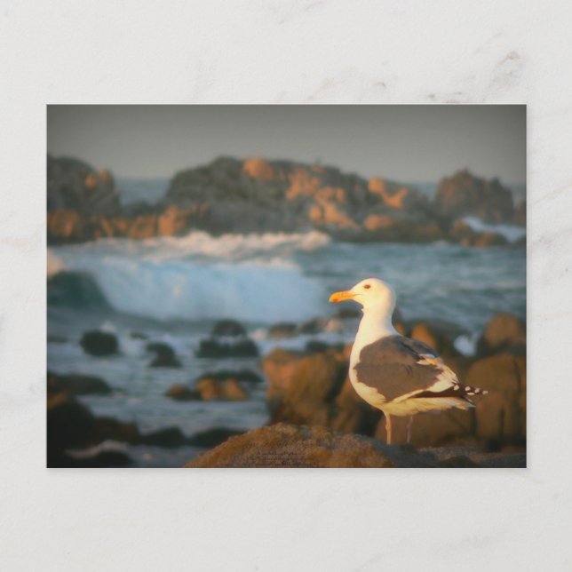Skylark Seagull Postkarte (Vorderseite)