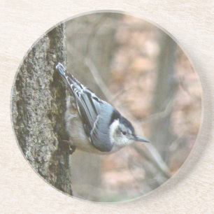 Slate Gray Nuthatch Songbird Sandstein Untersetzer
