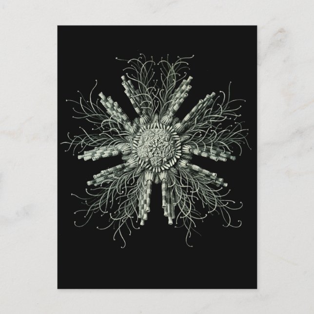 Slate Pencil Urchin Postkarte (Vorderseite)
