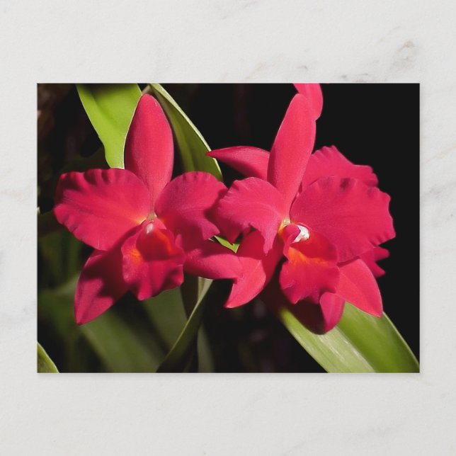 Slc. Madge Fordyce 'Red Orb' AM/AOS Postkarte (Vorderseite)