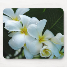 Sleek elegance: The white frangipani flower