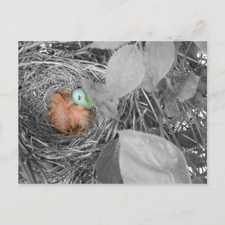 Sleepin' Robins Postkarte 2