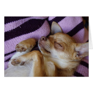 Sleeping Chihuahua