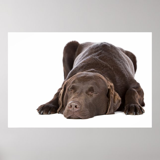 Sleeping Chocolate Labrador Poster (Vorne)