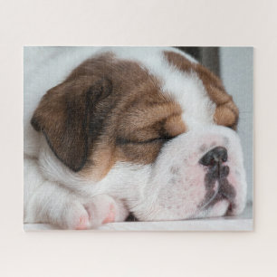 Sleeping Englisch Bulldog Puppy