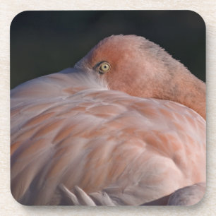 Sleeping Flamingo Set of 6 Coasters Getränkeuntersetzer