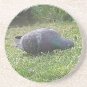 Sleeping Pigeon Coasters Untersetzer