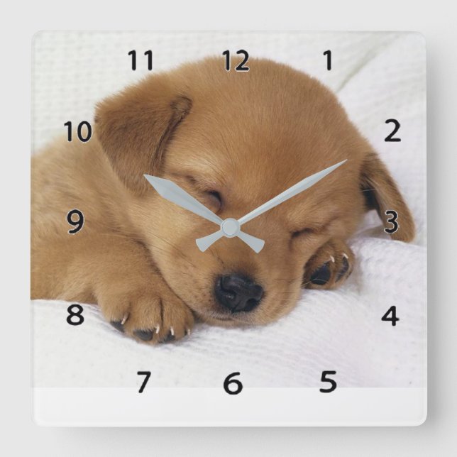 Sleeping Puppy Wall Clock Quadratische Wanduhr (Vorderseite)