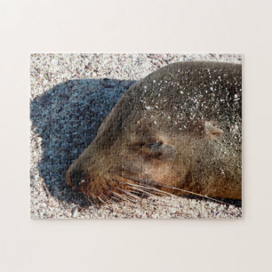 Sleeping Sea Lion Close, Puzzle
