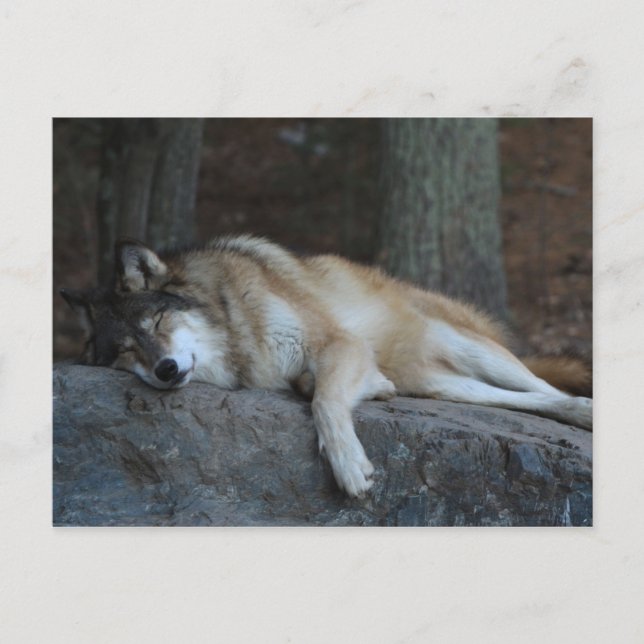 Sleeping Wolf of Northern Minnesota Postkarte (Vorderseite)