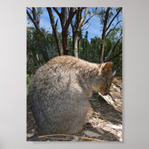 Sleepy Australian Quokka, Poster