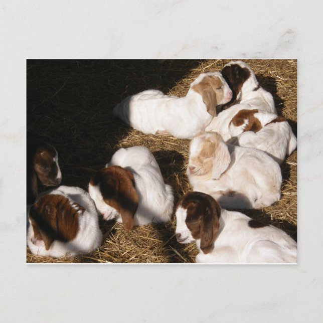 Sleepy Baby Goats Postkarte (Vorderseite)