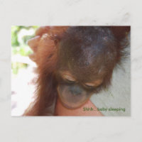 Sleepy Baby Orangutan in Daddys Waffen