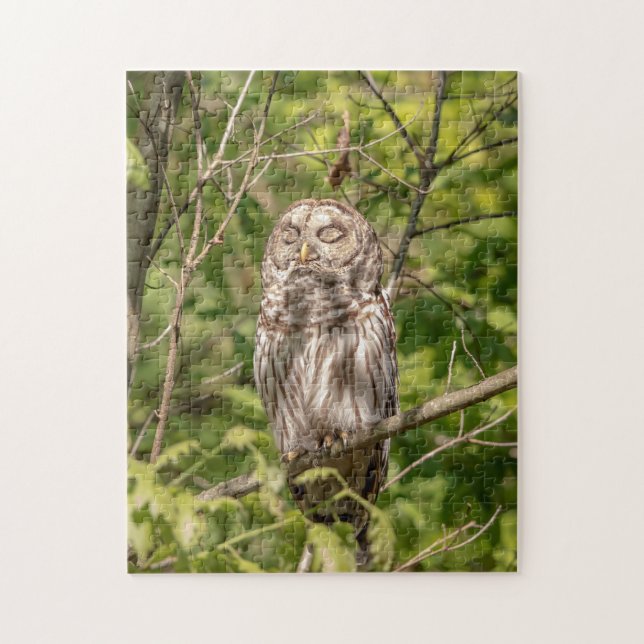 Sleepy Barred Owl (Vertikal)
