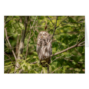 Sleepy Barred Owl
