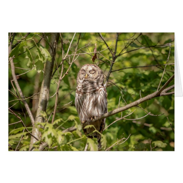 Sleepy Barred Owl (Vorderseite (Horizontal))