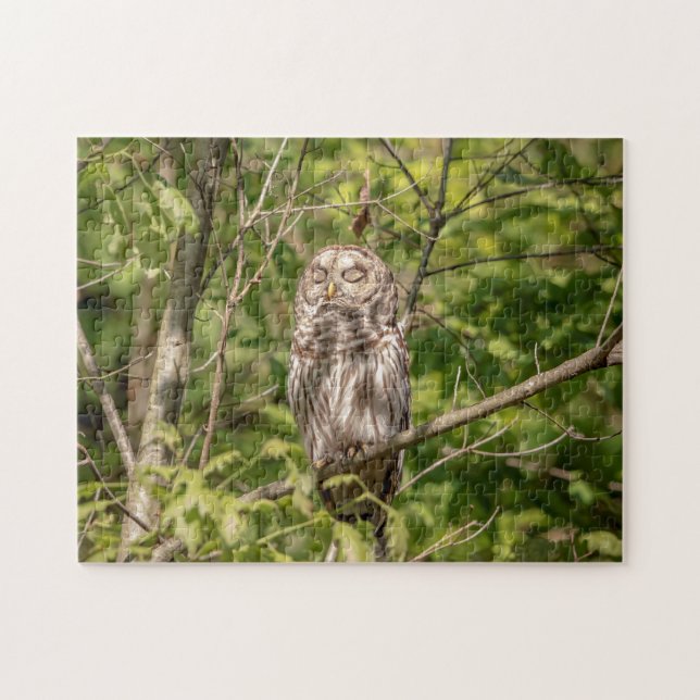 Sleepy Barred Owl (Horizontal)