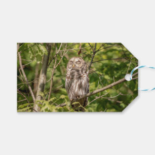 Sleepy Barred Owl Geschenkanhänger