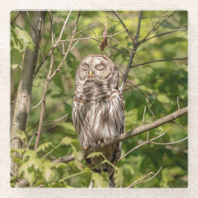 Sleepy Barred Owl Glasuntersetzer (Vorderseite)