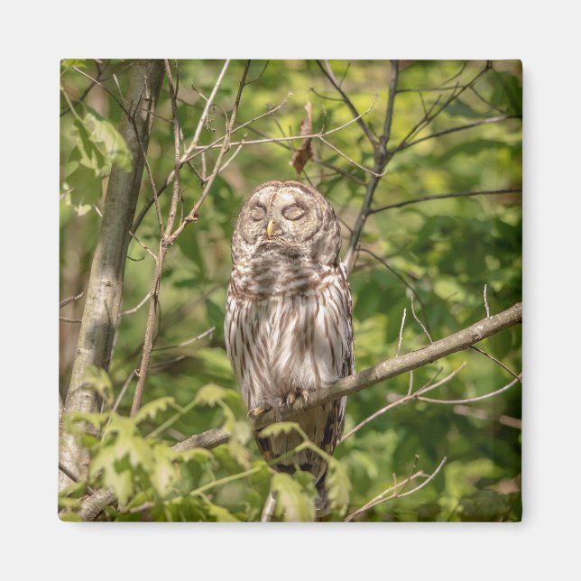 Sleepy Barred Owl Magnet (Vorne)