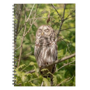 Sleepy Barred Owl Notizblock