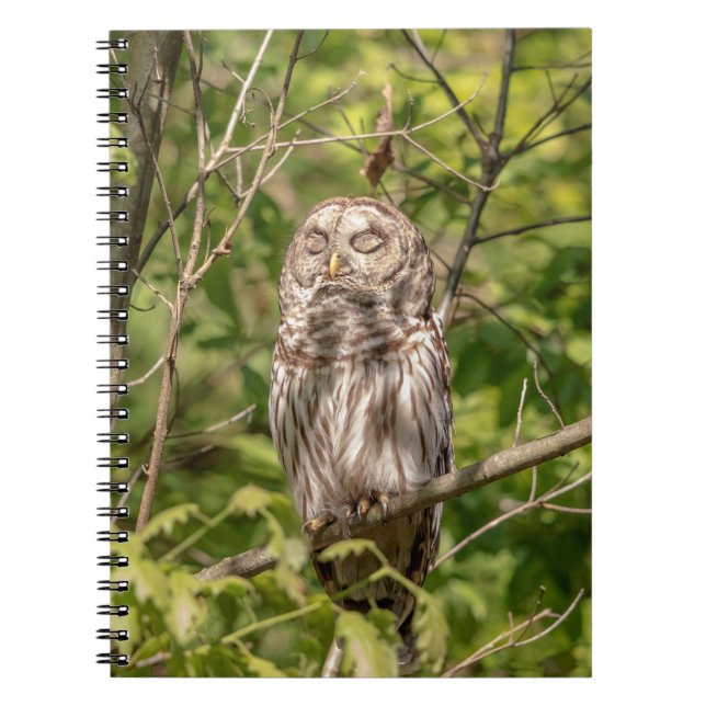 Sleepy Barred Owl Notizblock (Vorderseite)