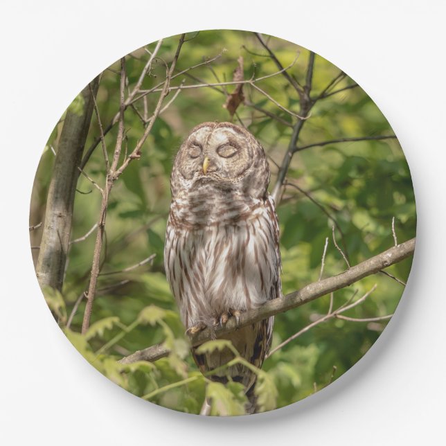 Sleepy Barred Owl Pappteller (Vorderseite)