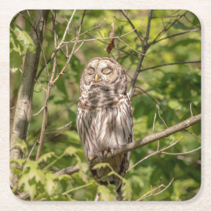 Sleepy Barred Owl Rechteckiger Pappuntersetzer