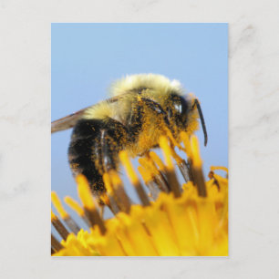 Sleepy Bee Postkarte