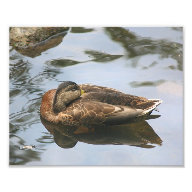 Sleepy Brown Mallard Duck 10x8 Natur Fotodruck (Vorne)