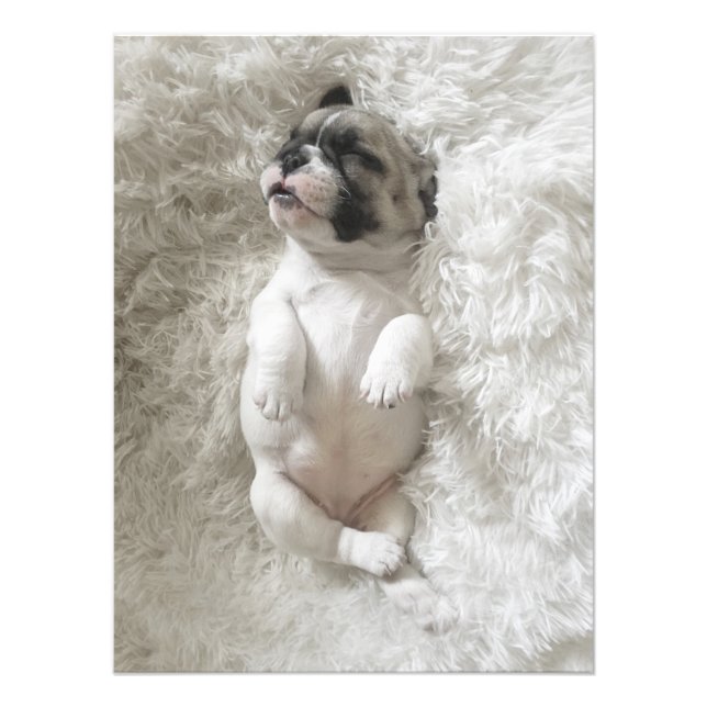 Sleepy Bulldog Puppy | Grosses Foto (Vorne)