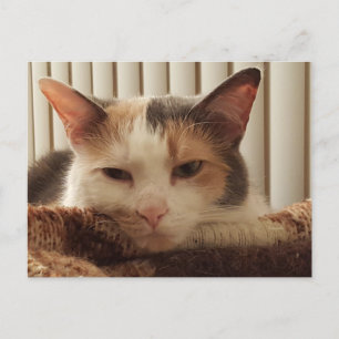 Sleepy Calico Cat Postkarte