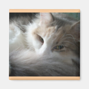 Sleepy Calico Magnet