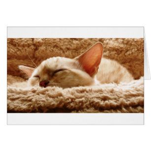 Sleepy Cat