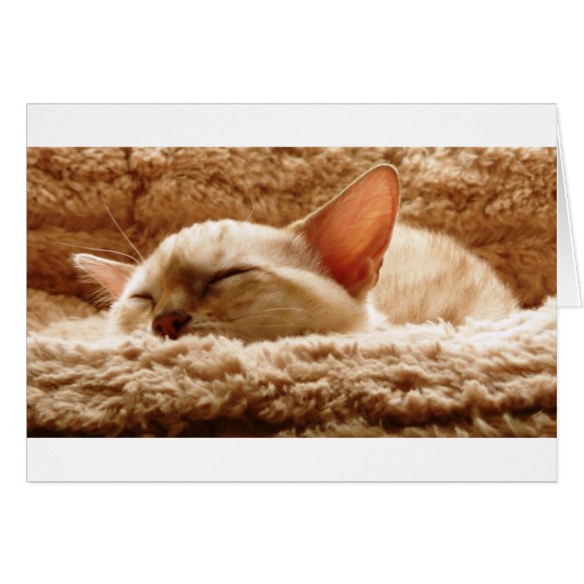 Sleepy Cat (Vorderseite (Horizontal))
