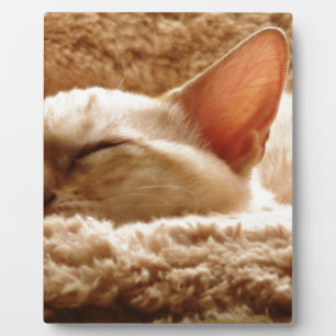 Sleepy Cat Fotoplatte