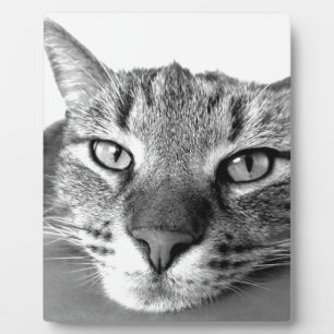 Sleepy Cat Fotoplatte