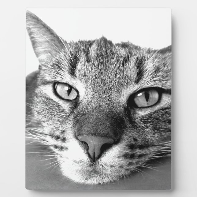 Sleepy Cat Fotoplatte (Vorderseite)