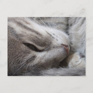 Sleepy Cat Postcard Postkarte