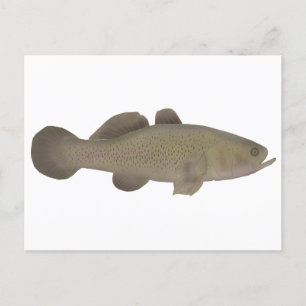 Sleepy Cod Postkarte