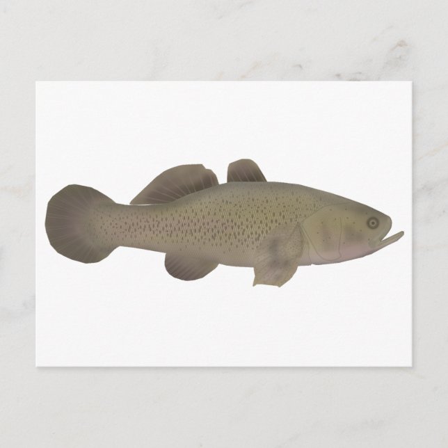 Sleepy Cod Postkarte (Vorderseite)