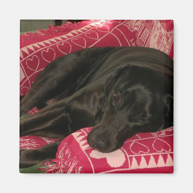 Sleepy Dog Magnet (Vorne)