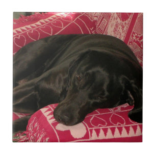 Sleepy Dog Tile Fliese