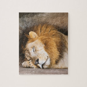 Sleepy Dreaming Adult Lion on Rocks